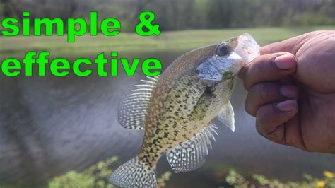 how to catch spawning crappie.